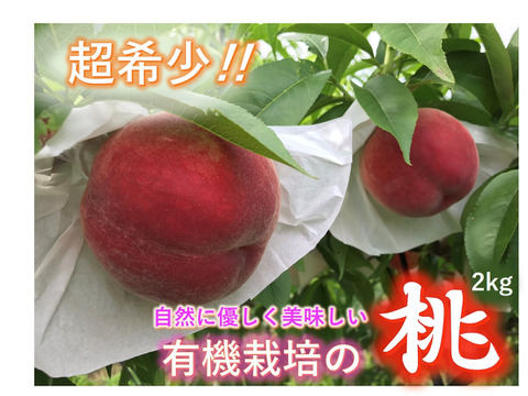 【有機栽培の美味しい桃約2kg（第三期）】自然に優しく希少でジューシーな天然桃(6～7個入)！