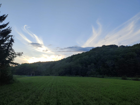 自然栽培米　ゆきひかり　北海道　玄米10kg