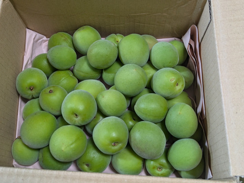 収穫当日に発送！青梅の代表格「白加賀」1kg：群馬県産の白加賀｜食べ