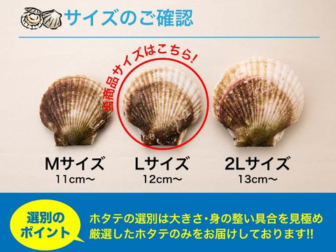 新物 殻付き活ホタテ大 Lサイズ40枚 もっちり プリプリ 三陸宮城ホタテ貝 発送日の朝採り鮮度抜群 宮城県産 食べチョク 農家 漁師の産直ネット通販 旬の食材を生産者直送