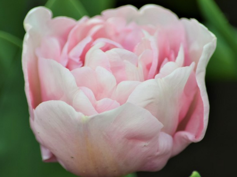 【まもなく終了　予約】　マリアージュ　10本　チューリップ　ピンク八重　収穫後順発送　※北海道・沖縄県配送不可※