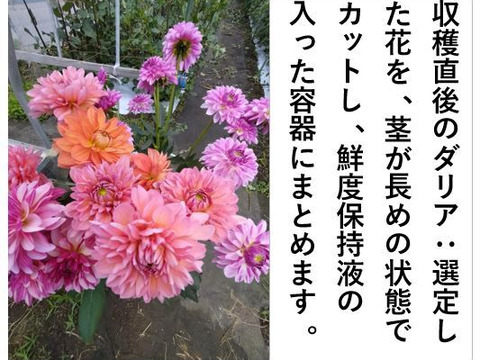 ダリア 彩り鮮やか！心華やぐ麗しき花！〈10本〉