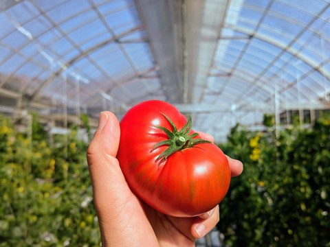 むぎゅっとがっしり！！平均糖度8度以上！個性派！濃旨フルーツトマト（箱入り・約1kg)