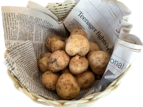 【皮ごと安心！】男爵じゃがいも(一口サイズ)1㎏　知多半島産