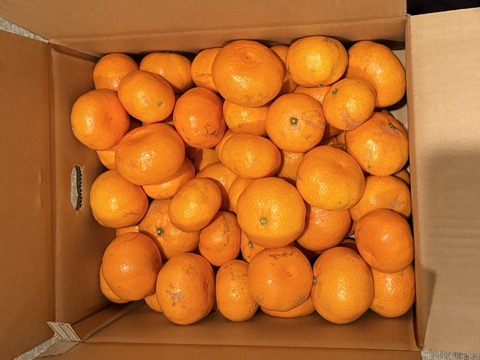 本日最終！【訳あり】濃厚なコクと酸味がおいしい！有田みかん★自家製堆肥栽培★大満足10kg★和歌山