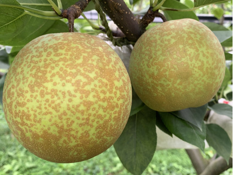 梨新品種「甘太」糖度約１４度　3kg