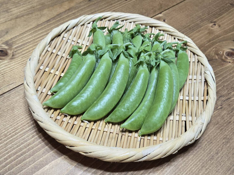 【岐阜県産】シャキッと甘い！スナップえんどう200g×5袋