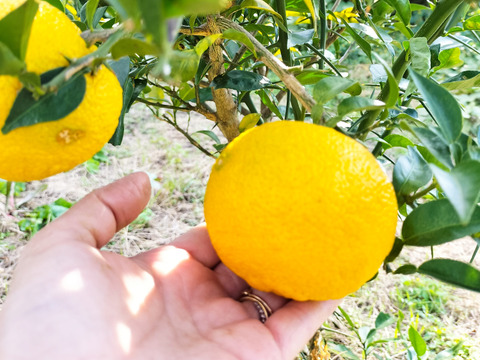 温活🍊🫚【福袋】新生姜＆柚子のぽかぽかセット♨️《岡山県産》（計1.7kg）