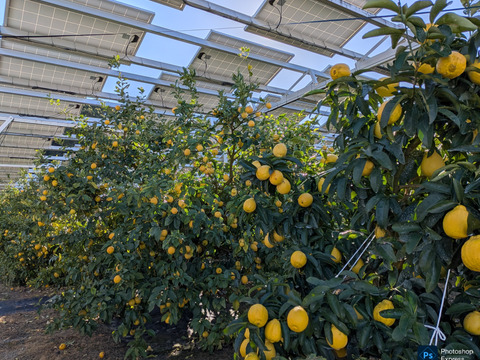 果汁たっぷり 日本平ソーラーレモン®️璃の香とレモン蜜璃の香一本のセット【静岡県産】期間限定