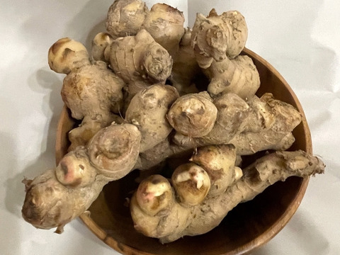 【農薬・化学肥料不使用】皮ごと使える　「熟成・土付き生姜」1kg