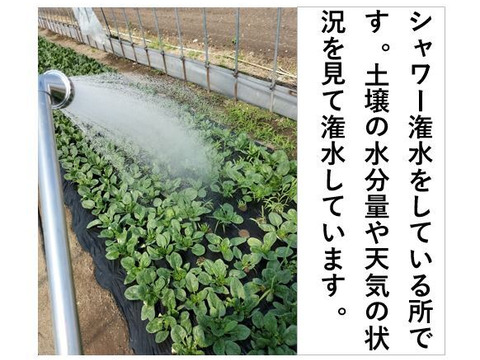 新鮮！シャキ旨！ほうれん草〈約1kg〉