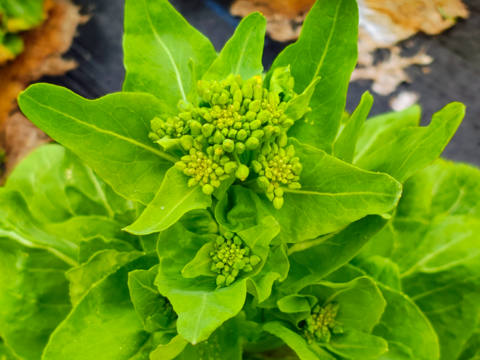 【栽培期間中　農薬不使用】春だけのごちそう！白菜＆野沢菜の菜花セット(60サイズに入るだけ)