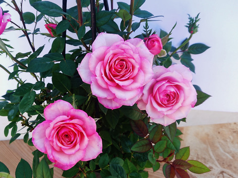 元気を与え、心を明るくするピンクのバラ5号鉢　農家直送