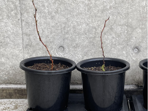 当ファームで栽培しているラズベリーです【ラズベリー鉢植え】【観賞用】