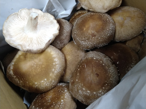 【大容量/訳あり】開いて大きめ！あがまる生しいたけ（菌床）2kg