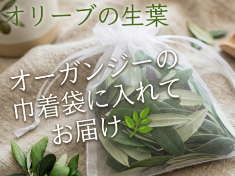 オリーブ生葉100枚 オリーブリーフ🌿オーガンジー袋入り🌿葉っぱ部のみ🌿高い抗酸化、抗菌作用「オレウロペイン」免疫力向上生活習慣病の予防や美肌に☆クッキー、ケーキ、オリーブ茶作り等に☆自然栽培