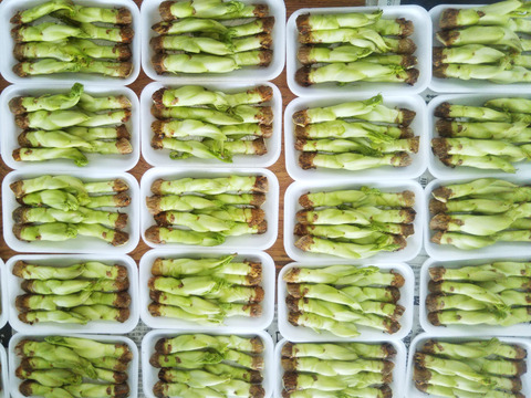山菜の王様「タラの芽」
タラの芽55gパック入を５パック
【タラの芽天ぷらのレシピ付き】
収穫始まりました。順次お届けします。