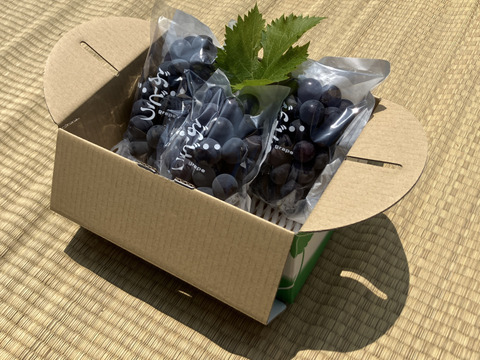 濃厚な甘み！種無し巨峰ぶどう【1kg:3房】