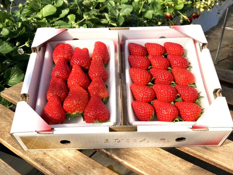 ⑫　真心農園　とちおとめ・あまりん 食べ比べセット【楓】化粧箱２パック入り　形の整った粒厳選