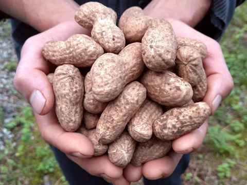 【今が旬！】自然栽培 生落花生 おおまさり 3kg 【常温】