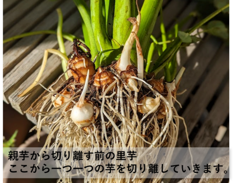 【農薬・化学肥料不使用】ネットリホクホク里芋（土垂種・サイズ無選別）1.5kg