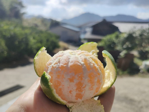 【青い高根島みかん】10月の摘果みかん【5kg】