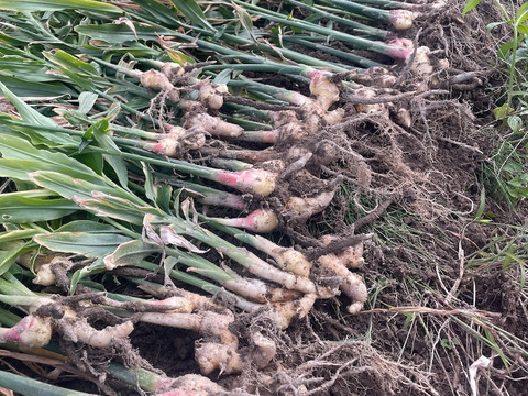 【農薬・化学肥料不使用】皮ごと使える　「熟成・土付き生姜」500g