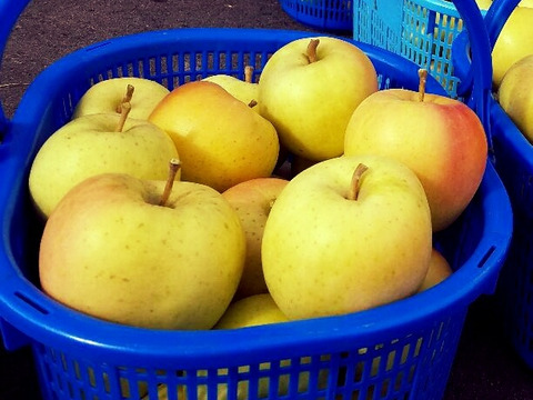 今がチャンス❗１kg増量で６kg規格
今が旬♪
高糖度、甘さ、シャキシャキ食感♪
甘いりんごが好きな方にはコレ！
完熟トキ　　家庭用６kg