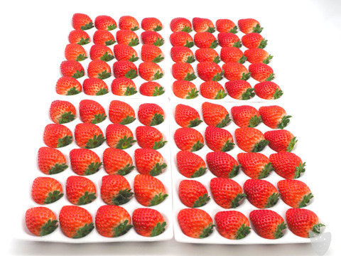 あま〜い♡がギュッとつまった新品種『とちあいか』3箱12パック(1箱で満足1,4kg以上)