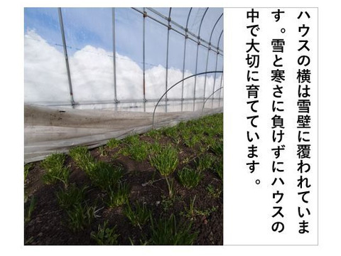 あさつき【キュルッと食感、ほっこりする甘さ】＜約800g＞