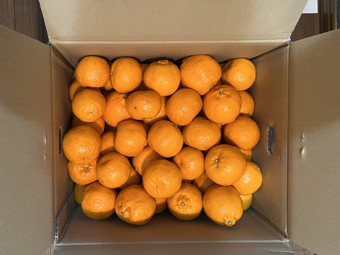 【ご家庭用】土佐の温暖な気候で、うま味がギュッ！！と詰まったぽんかん（キズ有り　M～２Ｌ　１０キロ）ご近所さんやお友達とシェアＯＫ！