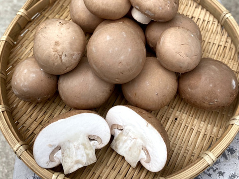 料理王国100選2024"優秀賞"に選出★【八幡平マッシュルーム ブラウン】 3パック