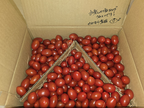 『みんなで分けられる』フルーツミニトマト（３kg）シェアに最適！