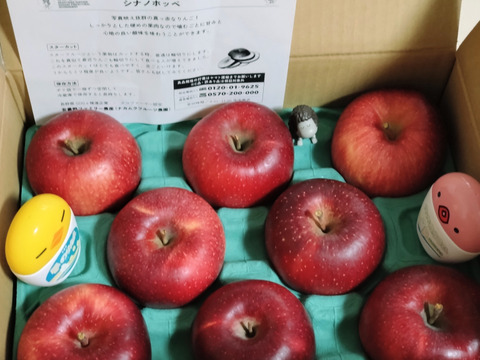 終わります🍎【ふじに飽きたらこれ】 シナノホッペ 3キロ箱 6〜15玉 商品ID44438 長野県 信州 安曇野 リンゴ 幻 幻のリンゴ 予約 希少 旬