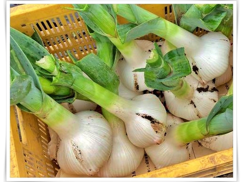 【今だけ】野菜増量🎁希少にんにく好き必見！「1玉でまるごとスタミナ料理」新ジャンボにんにく＆新鮮野菜セット🧄🥗🥕🥬