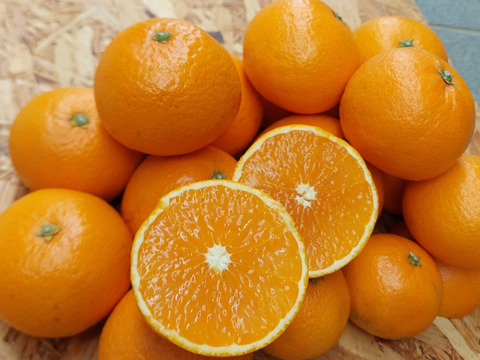 きよみオレンジ『サイズ混合』5kg（箱込）