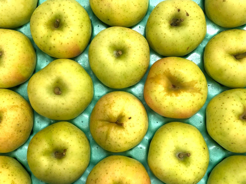 甘ぁ～い💛トキ🍏家庭用約4.5Kg🍏青森県産　数量限定