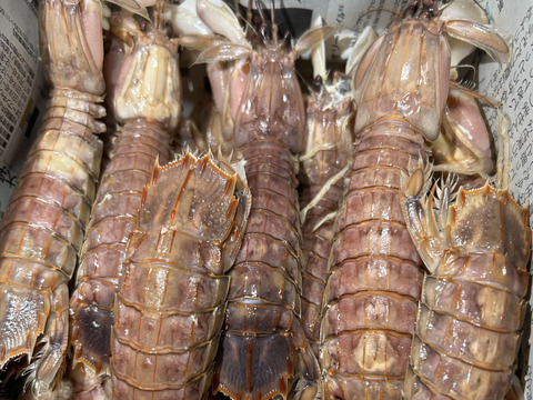 愛知，日間賀島産，島漁師リント直送，　　朝採れボイルシャコ　中サイズ12㎝±，1kg
