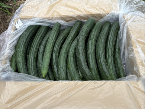 農薬・化学肥料不使用 きゅうり キュウリ箱込み5kg(内容量4.7kg程) 埼玉県認証特別栽培