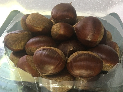 農薬不使用栽栽培　兵庫産　ホクホク甘い和栗（500ｇ）⑦