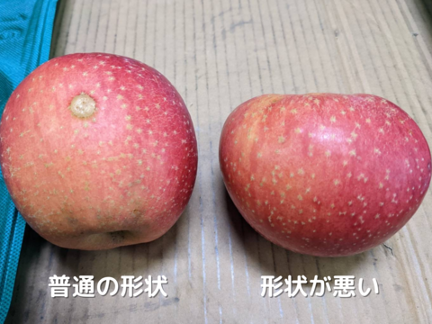 【雪中貯蔵りんご】小玉ふじ 家庭用 酸味が抜けて甘〜い 春にお届け 農薬60％減 1.5kg
