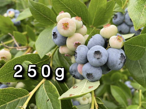 【品種：パトリオット】冷凍ブルーベリー•250g（道産自然栽培）※まとめ買い対応
