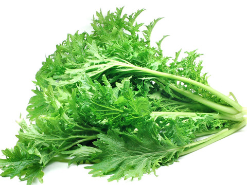 【夏ギフト】ピリッとスッキリ！わさび菜1k！～農薬/化学肥料・不使用