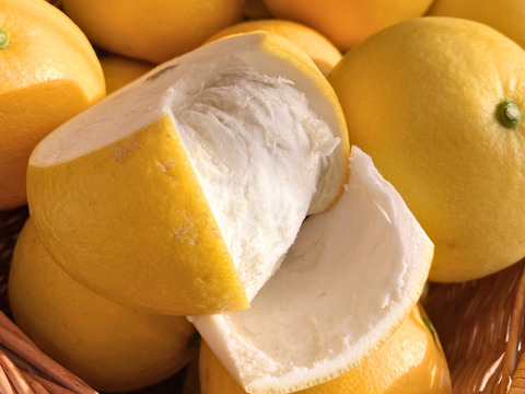 天皇杯受賞農家の土佐文旦 7kg（家庭用）高知県大月町 産地直送 旬の柑橘！