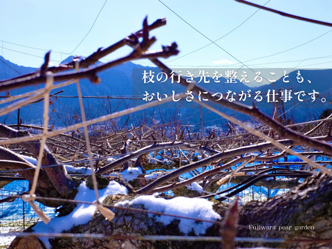 市場に出ない梨｜新水｜晴れ箱5kg・3日間限定出荷【夏ギフト】【贈答向】