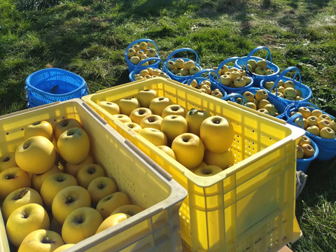 パリッと甘酸っぱい シナノゴールド5kg箱(20玉)