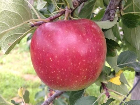 🍎世界のシンガポールセレブ御用達🍎最高糖度20度オーバーわずか1%の奇跡『幻の百年樹齢林檎』高級リンゴ贈答用3個100セット限定🍎【冬ギフト】【家庭用・贈り物】【12月下旬予約】