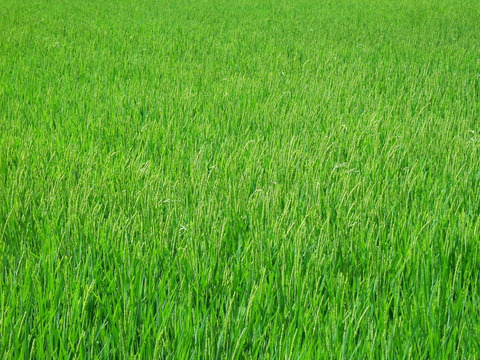 【父の日ギフト】４種の吞み比べと手吹きガラスぐい吞みペアセット付き