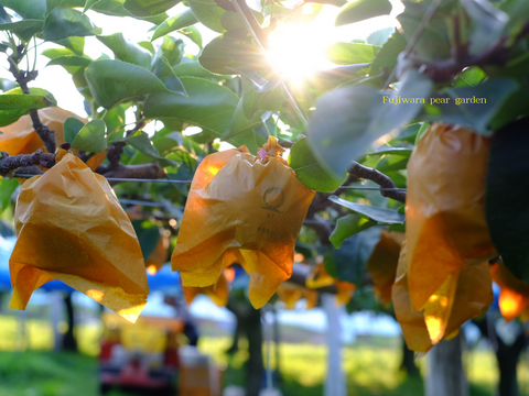 市場に出ない梨｜新水｜晴れ箱5kg・3日間限定出荷【夏ギフト】【贈答向】