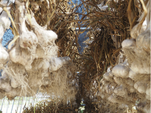 【初出品セール】にんにく【ホワイト六片】【乳酸菌農法】濃厚な味と甘味（家庭用 2kg）
